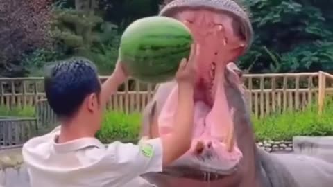 Hippocampus Help to feed water melon