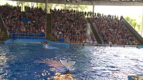 Shamu trowing water at the audience