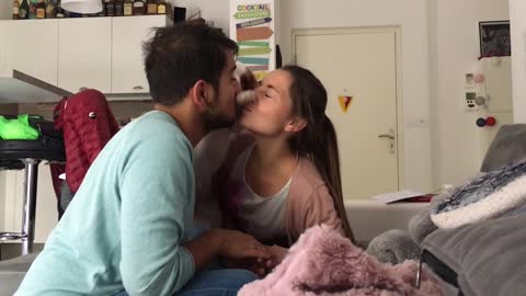 Puppy is super jealous when owner's kiss