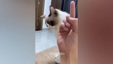 Viral cat comedy video 😂