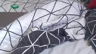 Cat playing hide and seek