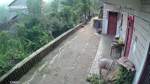 Greedy pig with head stuck in bucket smashes down fence in China