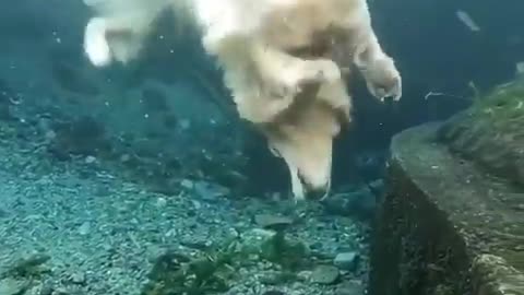 Diving dog incredibly fetches brick from ocean floor