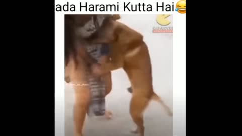 bada harami kutta hai | comedy 😂video status | funny kutta wala video | ES masti