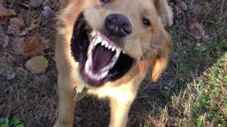 Golden Retriever has fun in leaves