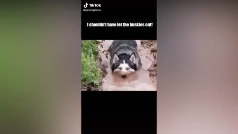 Funny Husky Tik Tok Compilation 2021