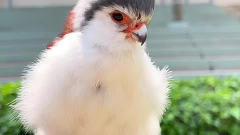 Though it is the smallest raptor in Africa, the African pygmy falcon is a powerful