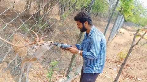 Man Feeding Deer With Water From Bottle | Animal & Human Love