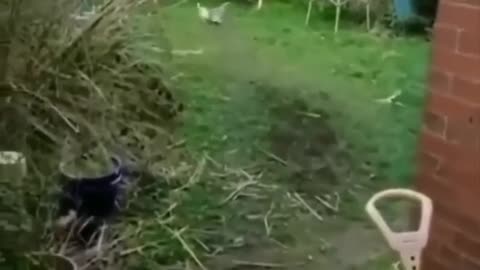 #funny_animals_videos_funny