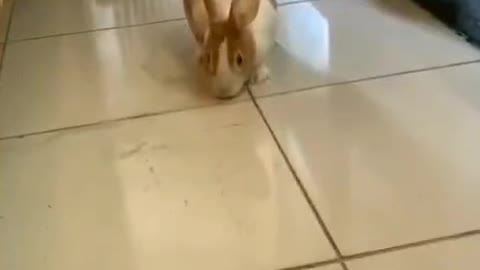 A big lovely rabbit