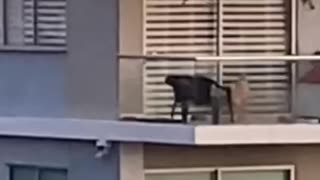 Video: perro lleva días expuesto al sol y a las alturas en edificio de Manga