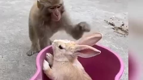 Monkey Funny Video 🤣🤣 Monkey and Rabbit 🤣 #shorts #youtubeshorts #monkey #rabbit #monkeymonshorts🤣