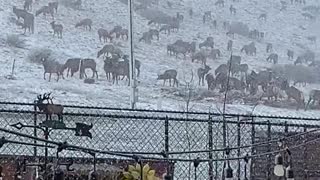 Backyard Elk Party