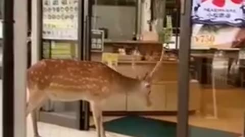 Deer have learned to open the doors of food establishments and bow to ask for food in Nara, Japan