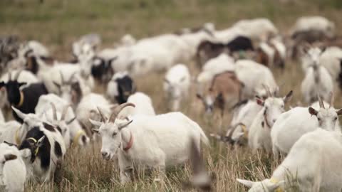 Herd Of Goats Grazes On The Lawn. Animals Chew Grass