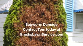 Bagworms Smithsburg MD Tree Shrub Care Washington County Maryland