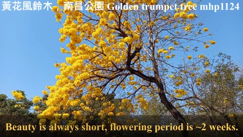 黃花風鈴木，南昌公園, Golden trumpet tree。Tabebuia chrysotricha。Nam Cheong Park, mhp1124, Feb 2021