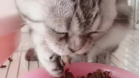 Kucing Sedang Makan Sangat lahap Sekali