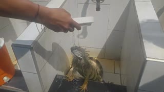iguana recibiendo agua en Barranca
