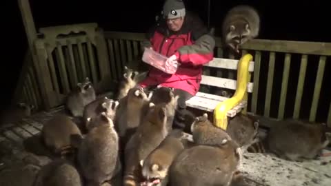 The cunning ferrets dragged the whole herd to beg for food at the old man's house