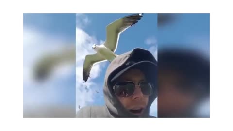 the curious seagull