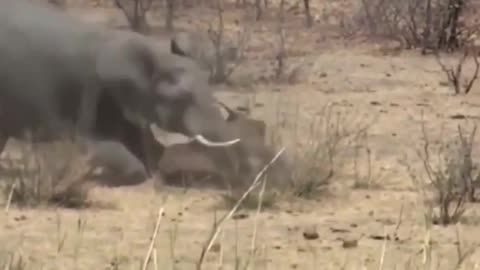 An angry elephant kills a buffalo