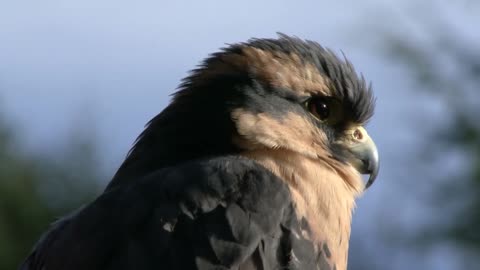 close up bird in the wilderness