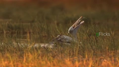 Pelicans eating fish | Birds | Pelican Hunting