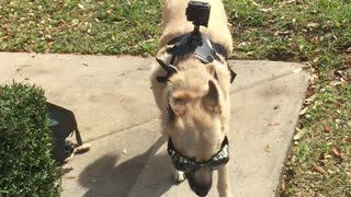 Service dog camera dog