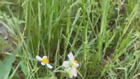 Small white flower