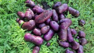 Harvesting Adirondack Blue Potatoes Grown In Grow Bags - They Look Purple To Me