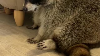 Raccoon Can't Quite Fit