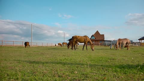 Horses grazing in paddock on farm