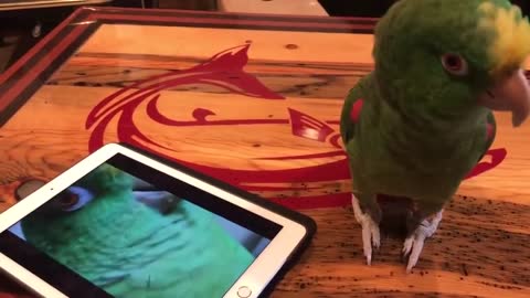 Parrot Does a Duet With Recording of Herself