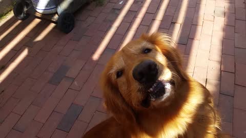 Goofy golden retriever makes funny face