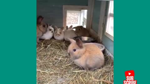 rabbits funny bunny Aww Cute bunny puppies A funny bunny Videos Compilation cute baby animals