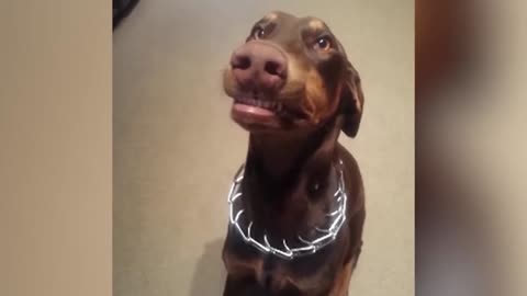 Funny DOG HOLD YOUR LAUGH IF YOU CAN