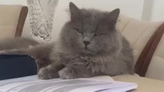 Grey cat falling asleep on bed eyes rolled back
