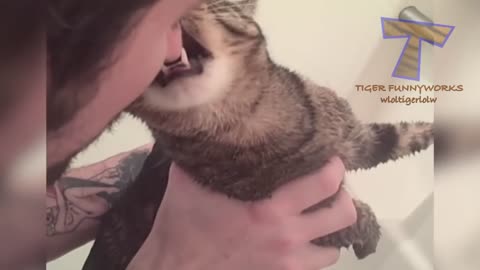 Funniest cat videos ever!