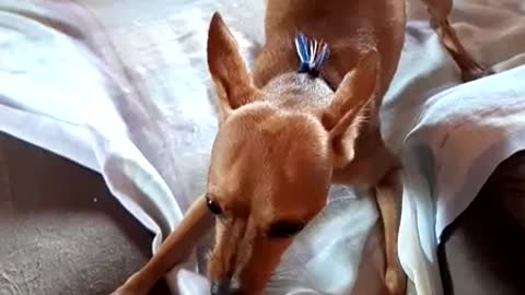 Crazy Little Chihuahua Is Not So Crazy After All