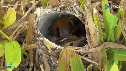 Close-up Of Bird Mother Feeding Baby Birds / Bird of The World