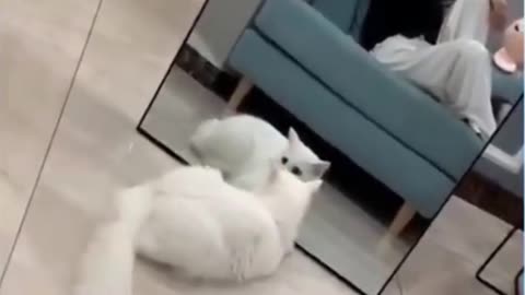 Funny Cats Scared Of Mirrors