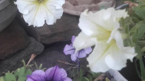 Multi-colored petunias