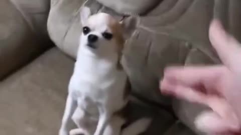 Funny Dog