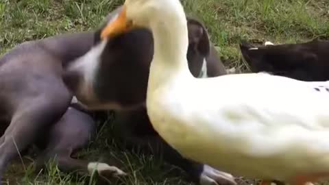 Duck playing with Pitbull🦢🐶