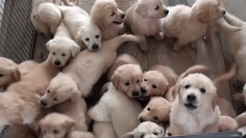 golden retriever puppies swarm