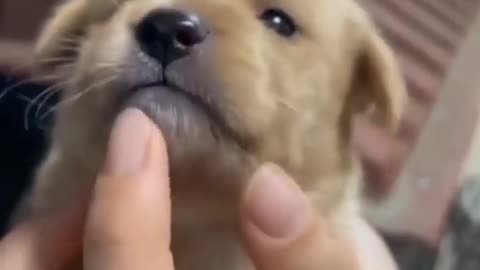 Soooooooooooooooooooooooooooo❤️❤️❤️❤️ cute😍 | Cute Dogs