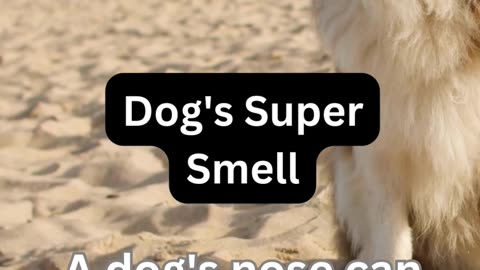 Dogs Super Smell