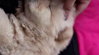 White puppy falls asleep in owner's lap