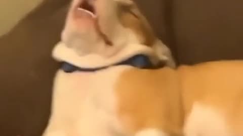 funny dog